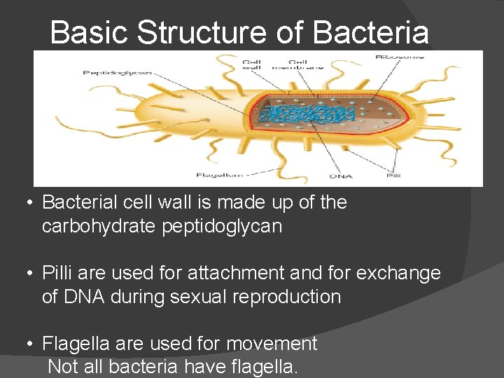 Basic Structure of Bacteria • Bacterial cell wall is made up of the carbohydrate