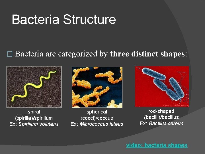 Bacteria Structure � Bacteria are categorized by three distinct shapes: spiral (spirilla)/spirillum Ex: Spirillum