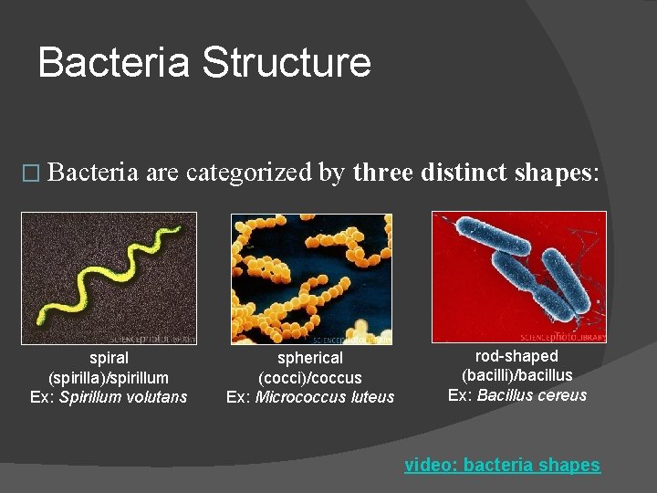 Bacteria Structure � Bacteria are categorized by three distinct shapes: spiral (spirilla)/spirillum Ex: Spirillum