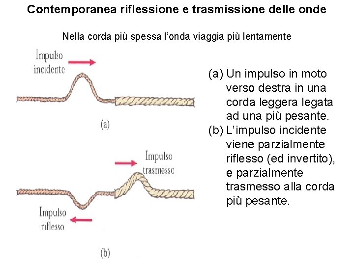 Contemporanea riflessione e trasmissione delle onde Nella corda più spessa l’onda viaggia più lentamente