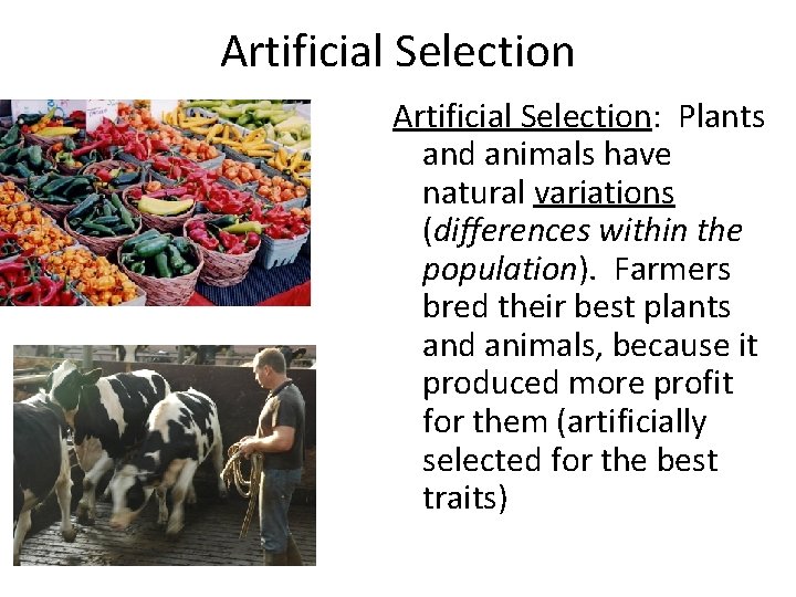 Artificial Selection: Plants and animals have natural variations (differences within the population). Farmers bred