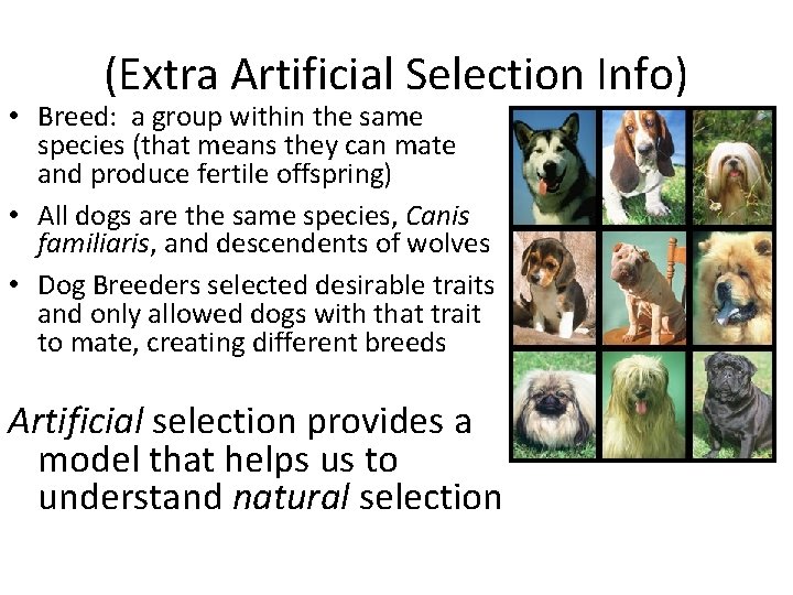 (Extra Artificial Selection Info) • Breed: a group within the same species (that means