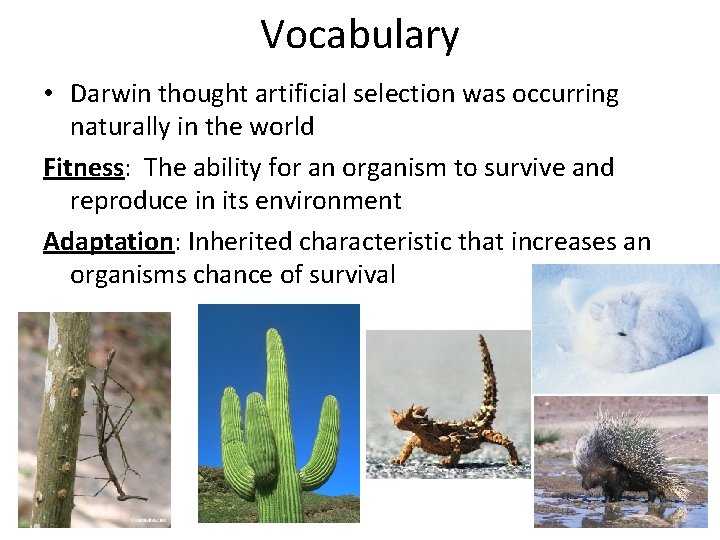 Vocabulary • Darwin thought artificial selection was occurring naturally in the world Fitness: The