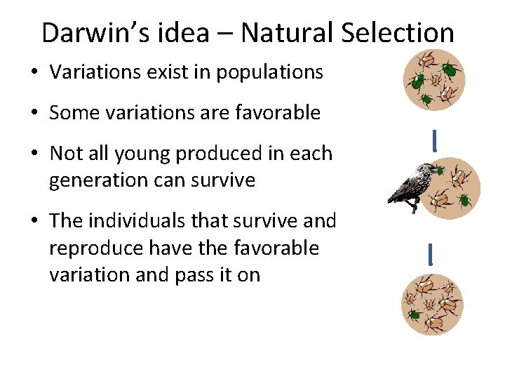 Darwin’s idea – Natural Selection • Variations exist in populations • Some variations are