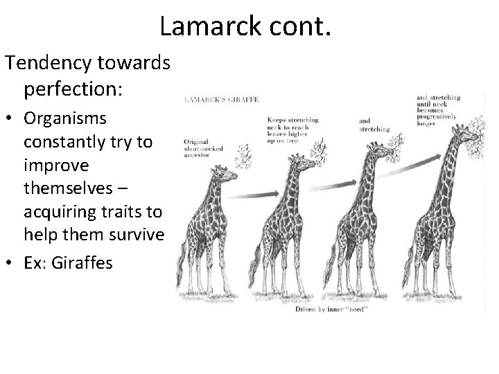 Lamarck cont. Tendency towards perfection: • Organisms constantly try to improve themselves – acquiring