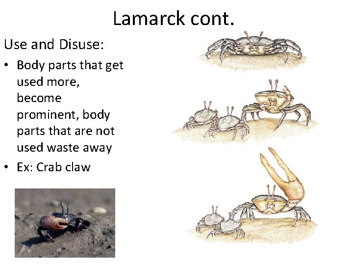 Lamarck cont. Use and Disuse: • Body parts that get used more, become prominent,