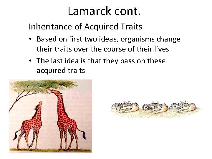 Lamarck cont. Inheritance of Acquired Traits • Based on first two ideas, organisms change