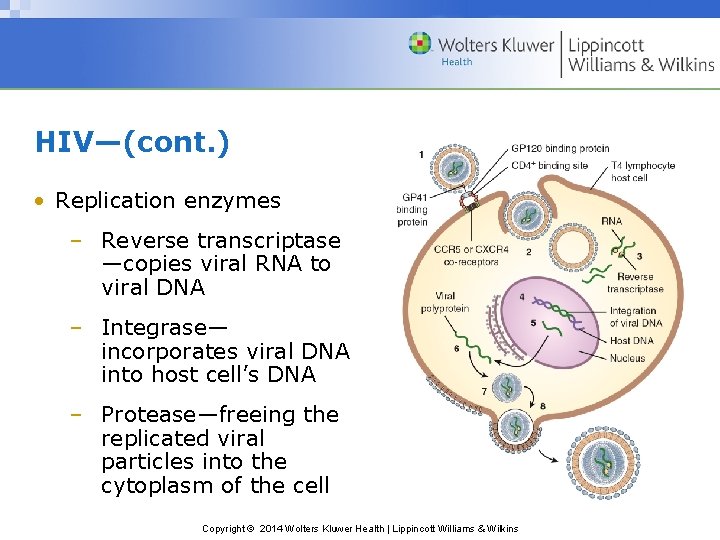 HIV—(cont. ) • Replication enzymes – Reverse transcriptase —copies viral RNA to viral DNA