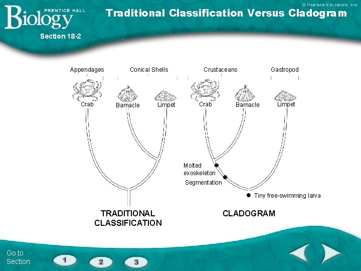 Traditional Classification Versus Cladogram Section 18 -2 Appendages Crab Conical Shells Barnacle Limpet Crustaceans