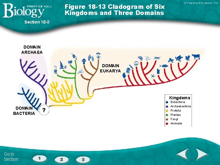 Figure 18 -13 Cladogram of Six Kingdoms and Three Domains Section 18 -3 DOMAIN