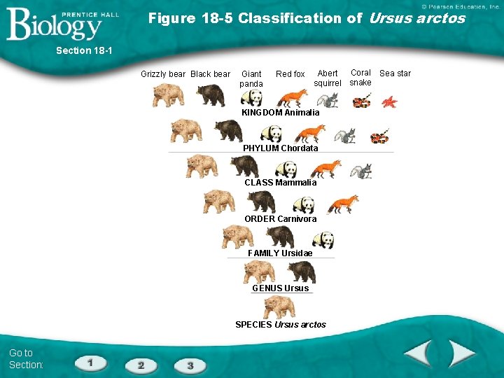 Figure 18 -5 Classification of Ursus arctos Section 18 -1 Grizzly bear Black bear