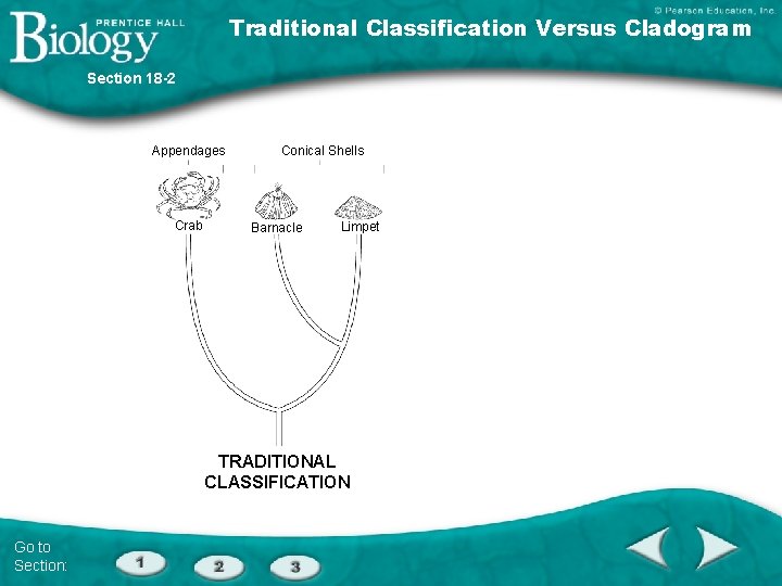 Traditional Classification Versus Cladogram Section 18 -2 Appendages Crab Conical Shells Barnacle Limpet Crustaceans