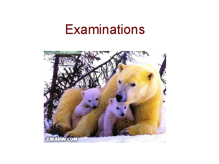 Examinations 