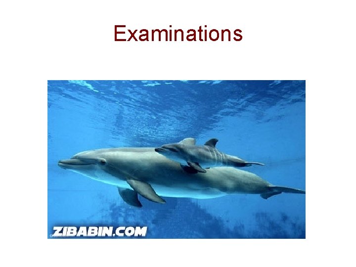 Examinations 