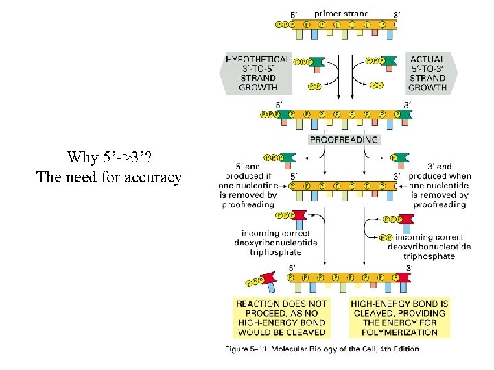 Why 5’->3’? The need for accuracy 