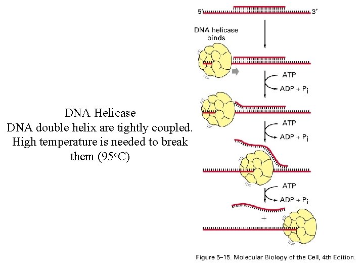 DNA Helicase DNA double helix are tightly coupled. High temperature is needed to break