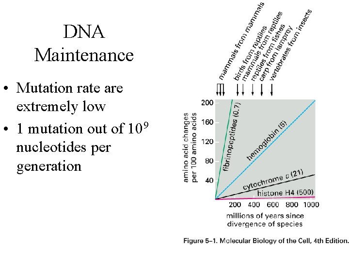 DNA Maintenance • Mutation rate are extremely low • 1 mutation out of 109