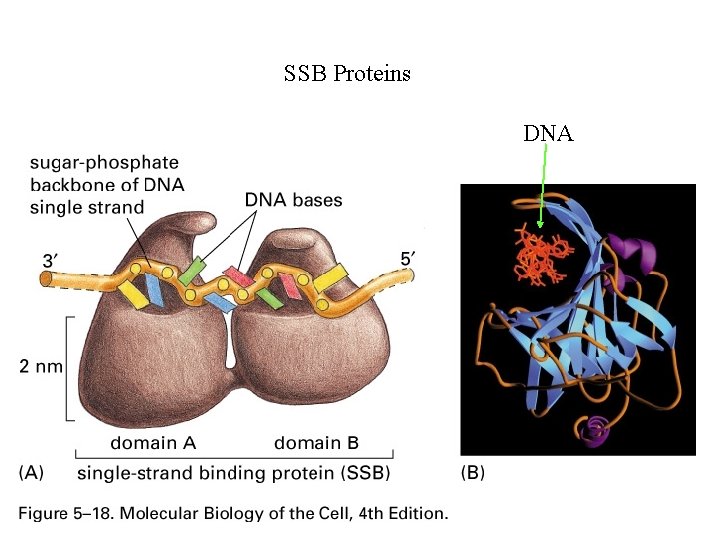 SSB Proteins DNA 