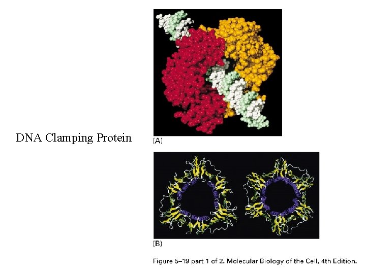 DNA Clamping Protein 