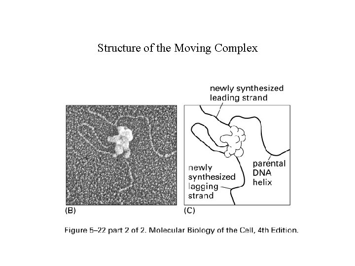 Structure of the Moving Complex 