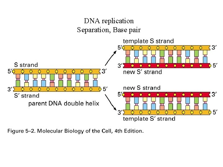 DNA replication Separation, Base pair 