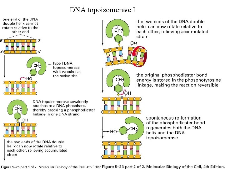 DNA topoisomerase I 