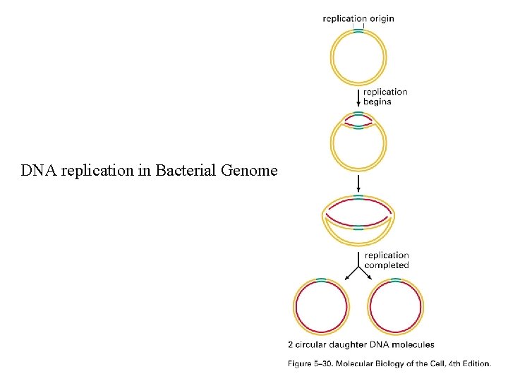 DNA replication in Bacterial Genome 