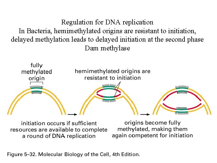 Regulation for DNA replication In Bacteria, hemimethylated origins are resistant to initiation, delayed methylation