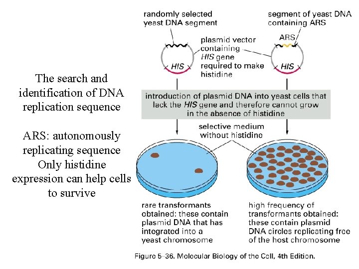 The search and identification of DNA replication sequence ARS: autonomously replicating sequence Only histidine