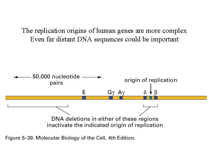 The replication origins of human genes are more complex Even far distant DNA sequences
