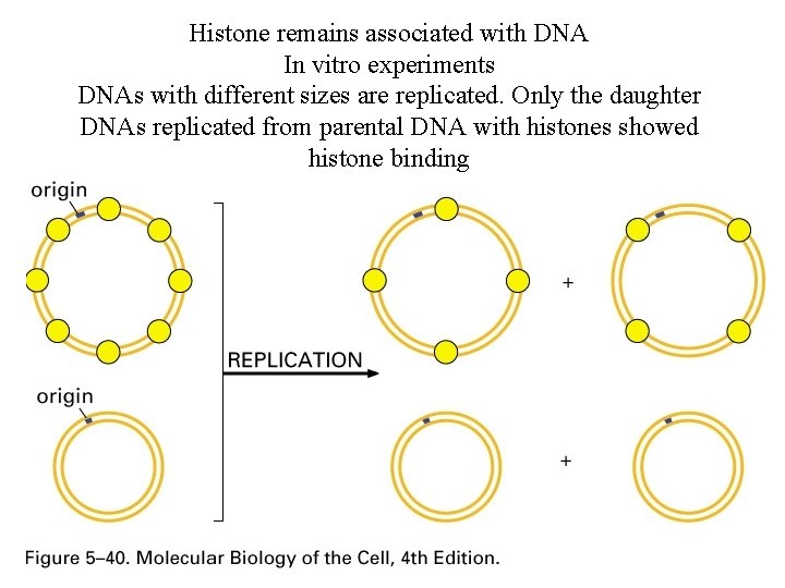 Histone remains associated with DNA In vitro experiments DNAs with different sizes are replicated.