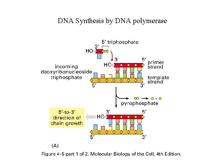 DNA Synthesis by DNA polymerase 