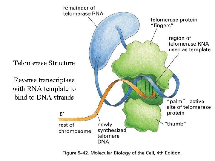 Telomerase Structure Reverse transcriptase with RNA template to bind to DNA strands 