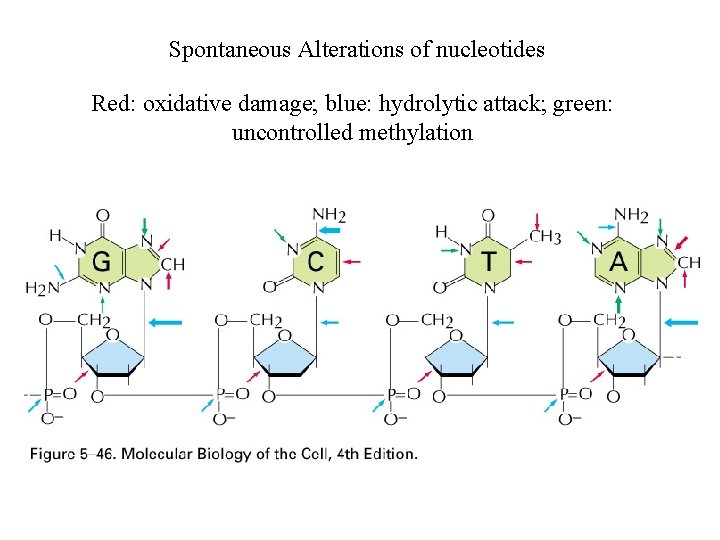 Spontaneous Alterations of nucleotides Red: oxidative damage; blue: hydrolytic attack; green: uncontrolled methylation 