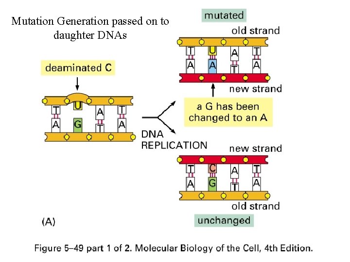 Mutation Generation passed on to daughter DNAs 