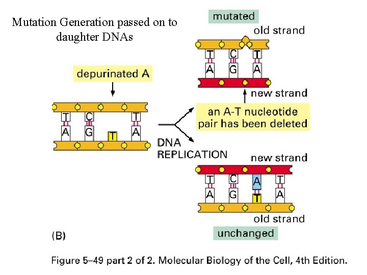 Mutation Generation passed on to daughter DNAs 