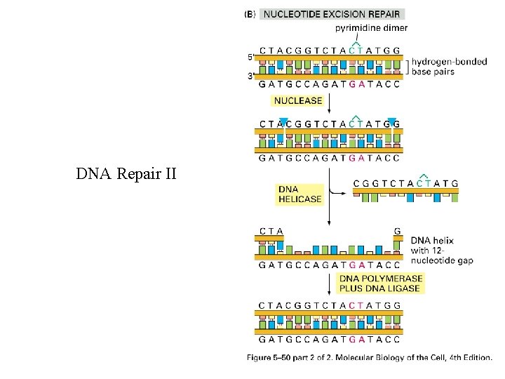 DNA Repair II 