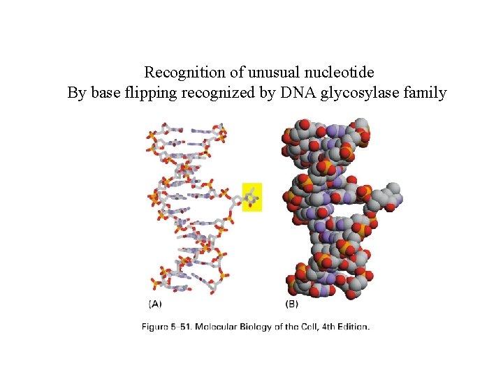 Recognition of unusual nucleotide By base flipping recognized by DNA glycosylase family 