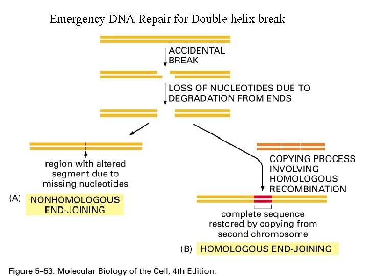 Emergency DNA Repair for Double helix break 