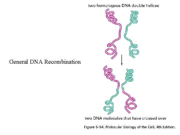 General DNA Recombination 