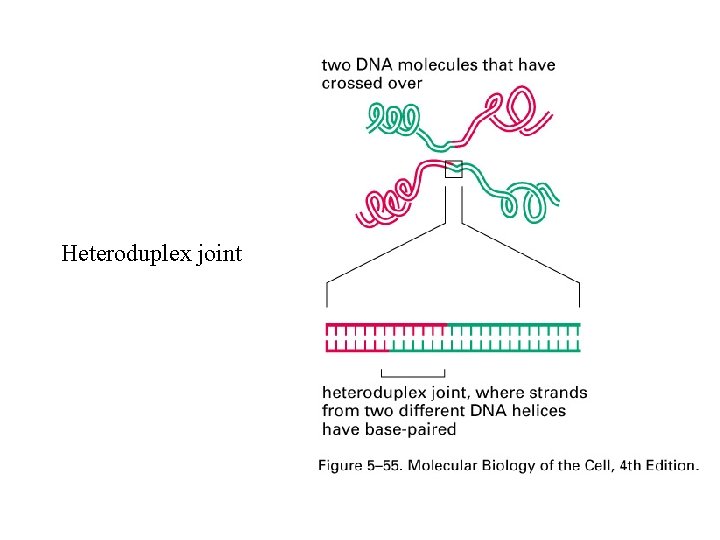 Heteroduplex joint 