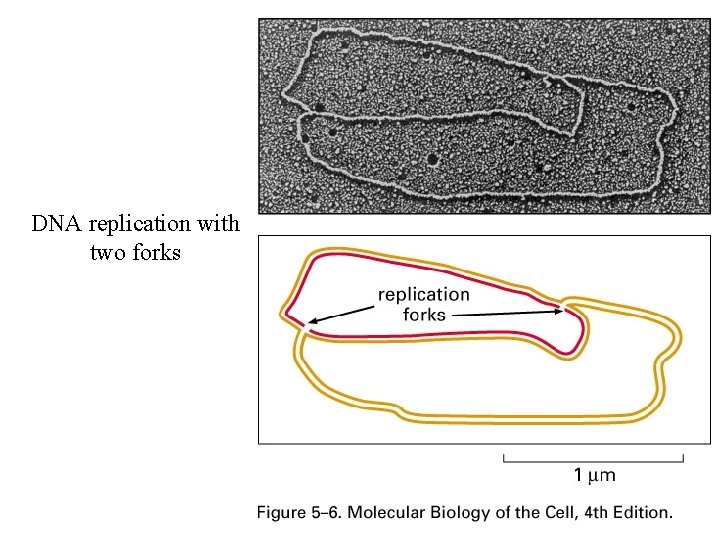 DNA replication with two forks 