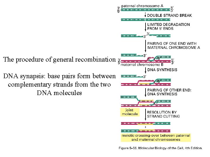 The procedure of general recombination DNA synapsis: base pairs form between complementary strands from