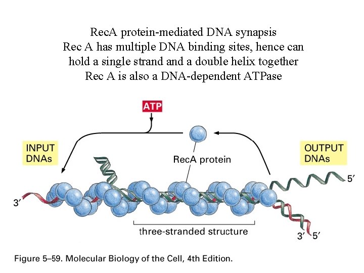Rec. A protein-mediated DNA synapsis Rec A has multiple DNA binding sites, hence can