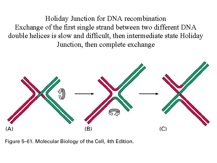 Holiday Junction for DNA recombination Exchange of the first single strand between two different