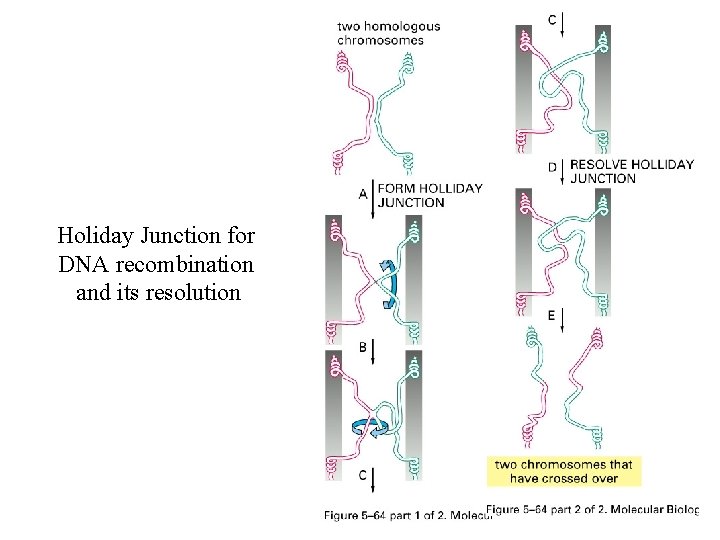 Holiday Junction for DNA recombination and its resolution 