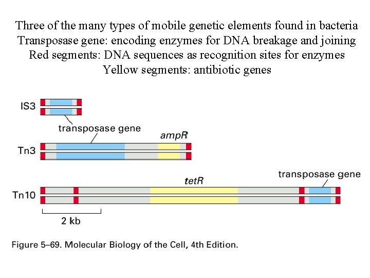 Three of the many types of mobile genetic elements found in bacteria Transposase gene: