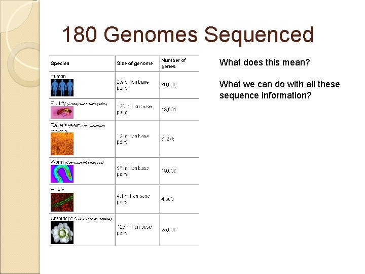 180 Genomes Sequenced What does this mean? What we can do with all these