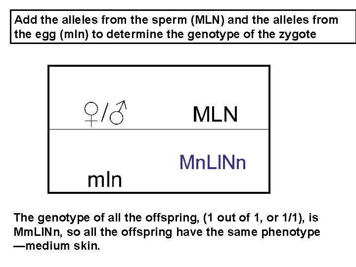Add the alleles from the sperm (MLN) and the alleles from the egg (mln)