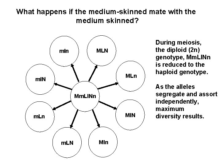 What happens if the medium-skinned mate with the medium skinned? MLN mln MLn ml.